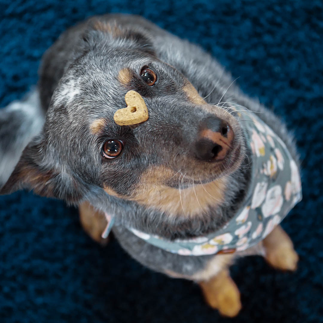 Dog with heart treat